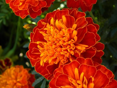 美丽的zinnia花