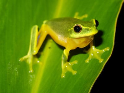 美味树蛙(Litoria gracilenta)