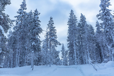 夕阳下的雪景，芬兰拉普兰冬天结冰的树木