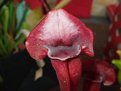投手的植物