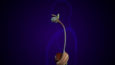 人体腺体解剖的3d插图。