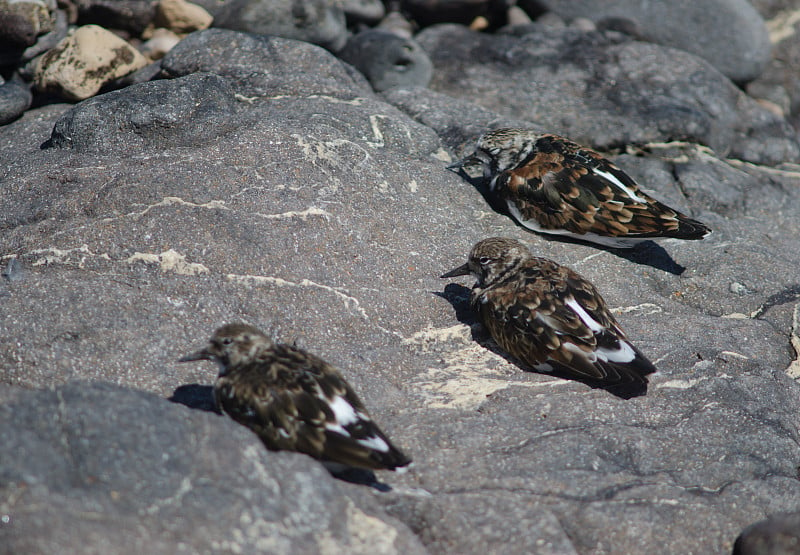 红润的turnstones (Arenaria解释)休息。