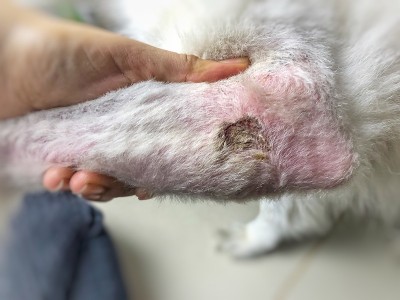 狗皮肤问题，dos腿上皮炎