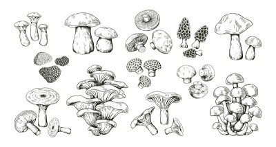 Mushroom sketch. Realistic hand drawn outline edib