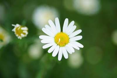 宏观的雏菊花