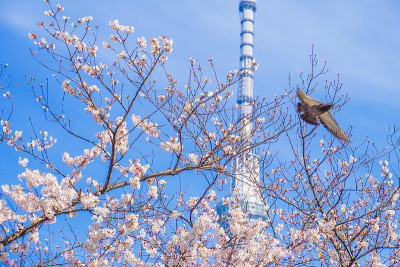 天空树，樱桃树和鸽子
