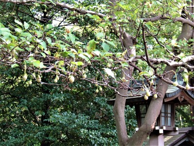 夏天自然的模式。日本埼玉市大宫公园