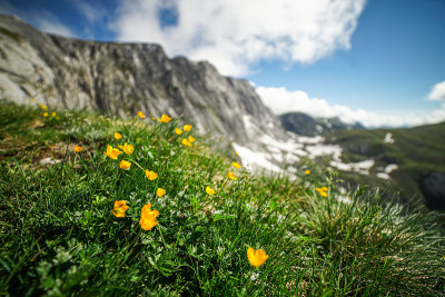 夏天山景