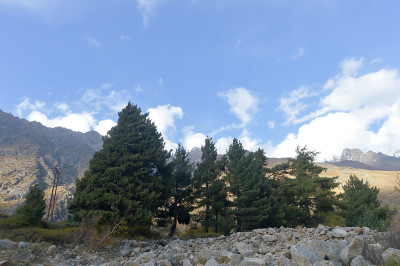松树云杉林地在山的背景。在阳光明媚的日子里，山上有松树林。柔焦微小漂浮的白云在背景。夏天的风景。