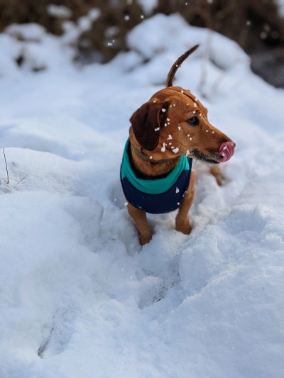 达克斯猎犬在雪