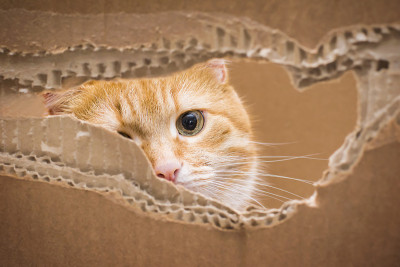 盒子里的猫