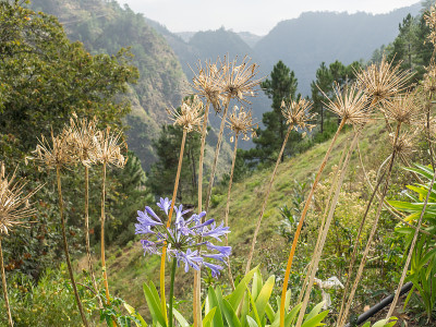马德拉岛