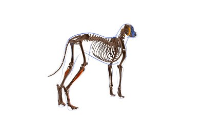 指长伸肌犬肌解剖医学概念3D