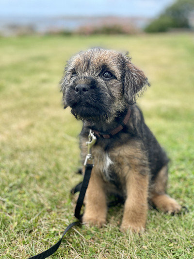 边境猎犬