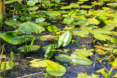 黄水花(Nuphar Lutea)