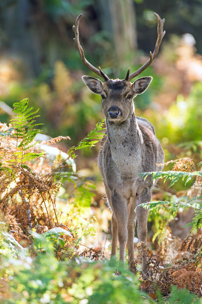 鹿Fallow Dama