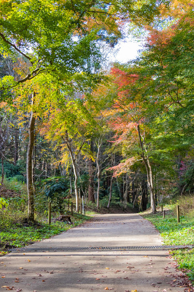 千叶市，千叶县，日本/泉自然公园千叶市，千叶县，日本