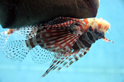 狮子鱼在水族馆。