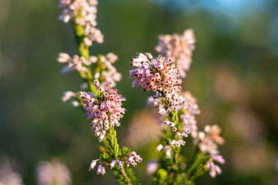 一张盛开的石南花的特写(Occitanie，法国)