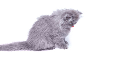 可爱的小猫咪