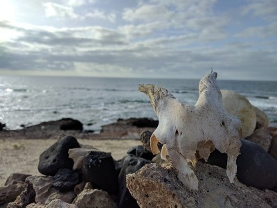 死海的咸水海岸