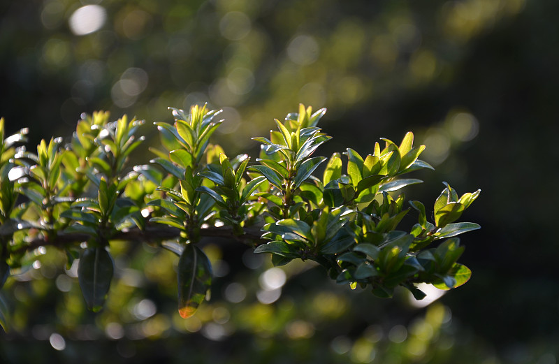 金银花花园植物常绿细叶