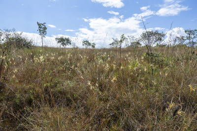 veadeiros的Chapada dos veadeiros
