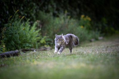 运行的猫