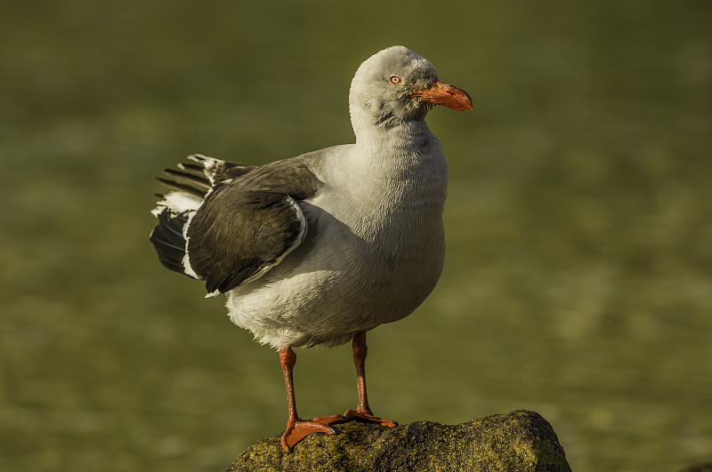 白海豚鸥(Leucophaeus scoresbii)，是一种原产于智利南部、阿根廷和福克兰群岛的海