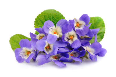 紫罗兰花