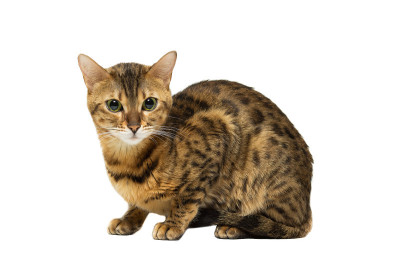 孟加拉猫品种豹子着色坐，孤立的白色