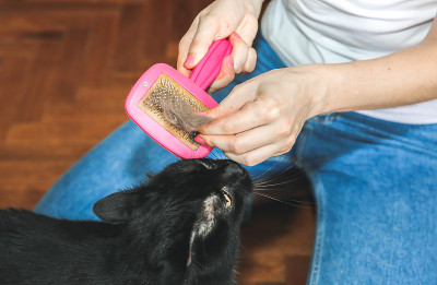女人正在给黑猫梳毛。宠物美容。毛皮脱落。快乐的动物。