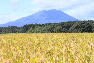 岩手山和稻田景观