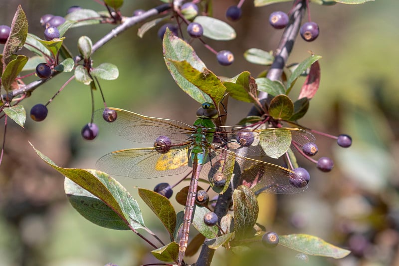 常见的绿色Darner (Anax junius)在树枝上