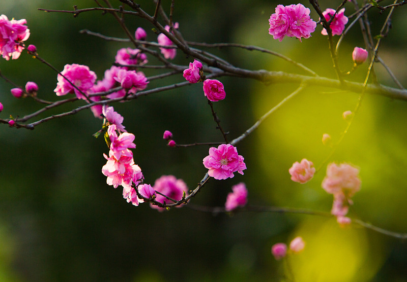 粉红色的樱花