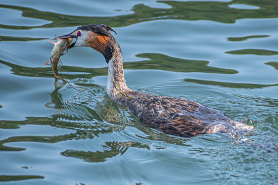 美丽的大冠鸊鷉(Podiceps cristatus)水鸟钓鱼