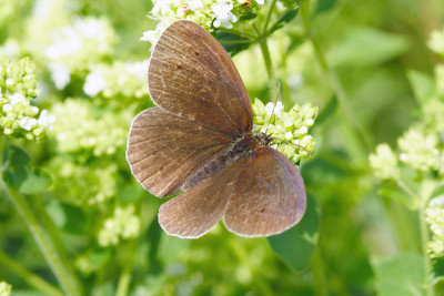 普通卷蝶(Aphantopus hyperantus)