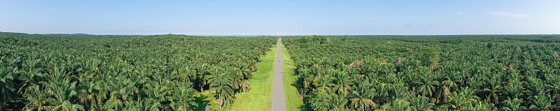 棕榈油种植园全景图