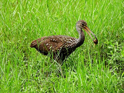 草里的Limpkin (Aramus guarauna)嘴里叼着一只苹果蜗牛