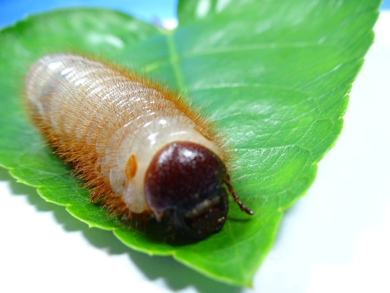 椰子犀牛甲虫幼虫