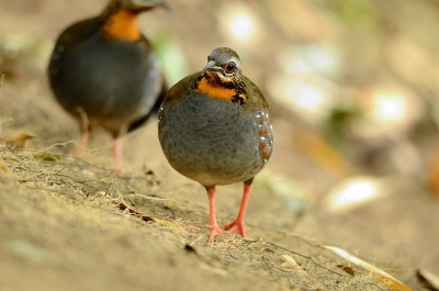 rufous-throated鹧鸪