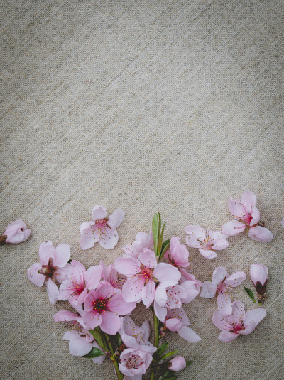 春花明信片