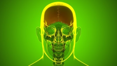 医学概念的人类骨骼、颅骨顶骨解剖
