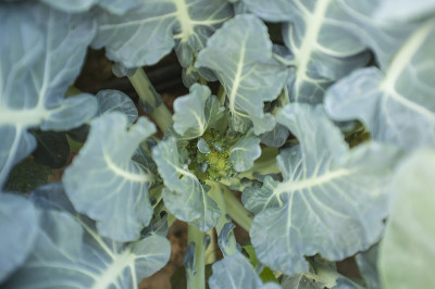 花椰菜的幼苗。以上观点