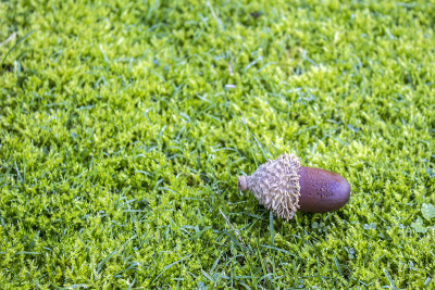 苔藓草坪上的橡子。