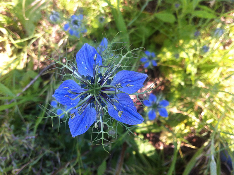 尼盖拉花