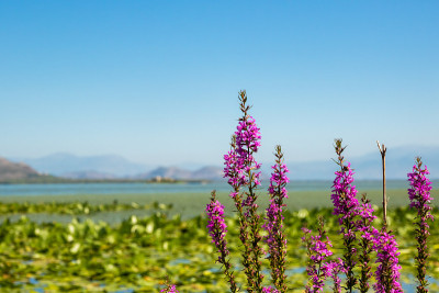 大气摄影的花在背景的海洋湖泊水