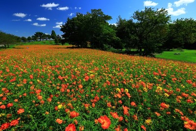 蓝天和花海