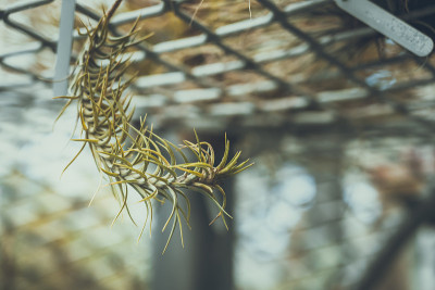 Tillandsia Ionantha的特写;复古风格。