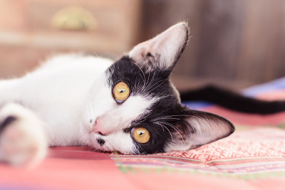 黄眼睛的猫